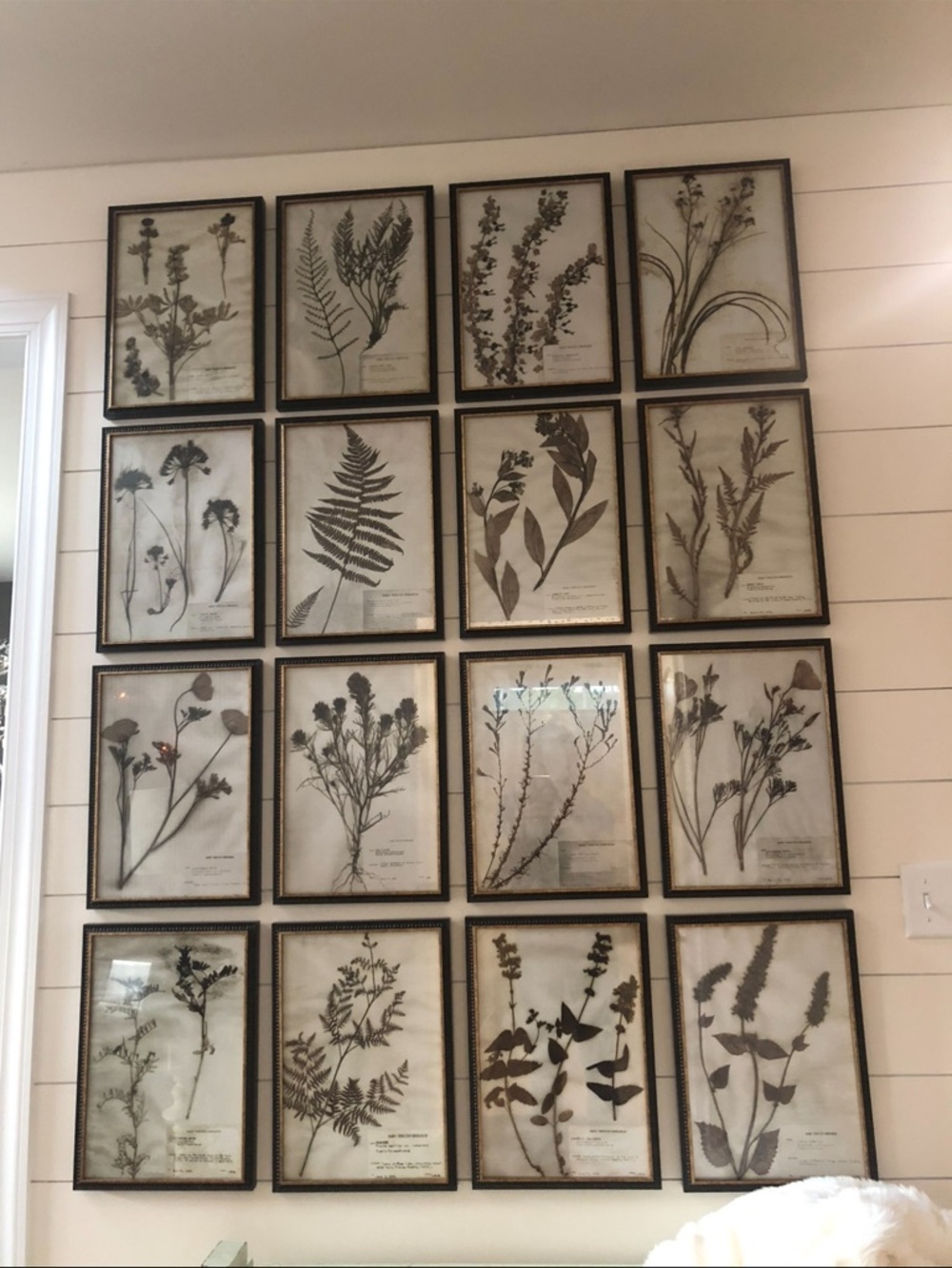 Botanical Herbarium Wall Art Prints - Neutral Brown Collection